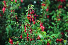 Hus i Ballinskelligs - Skellig Fuchsia Lodge Ballinskelligs