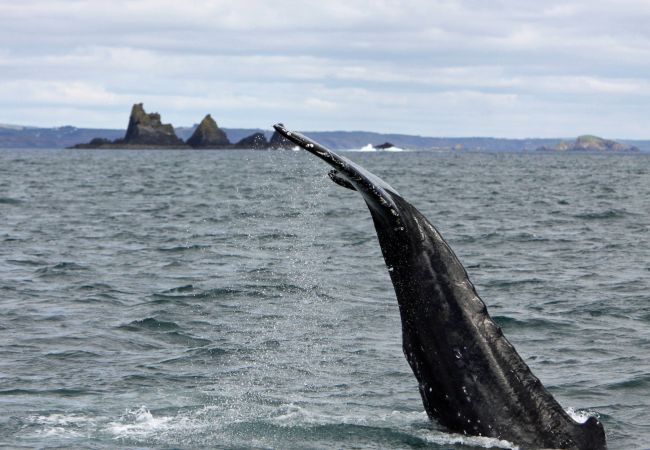 Cottage in Leap - The White Cottage Leap Cottage in Leap - The White Cottage Leap